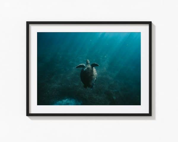 Turtle One – Image 2