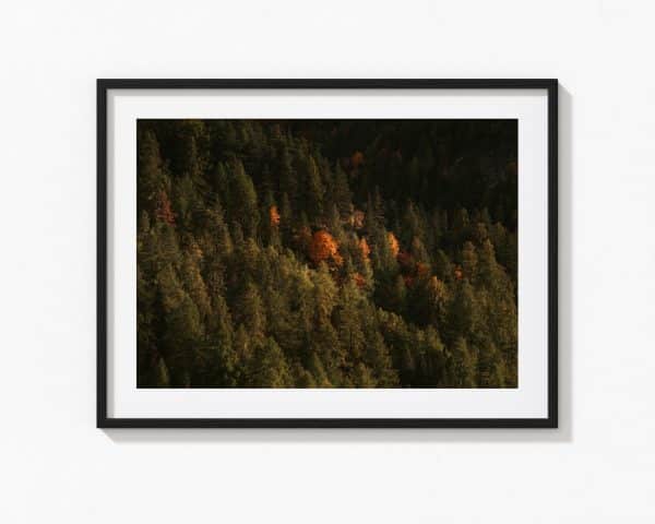 Forest – Image 2