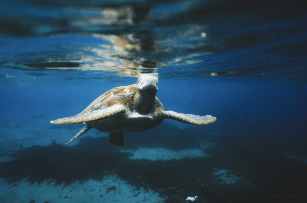 Underwater – Image 3