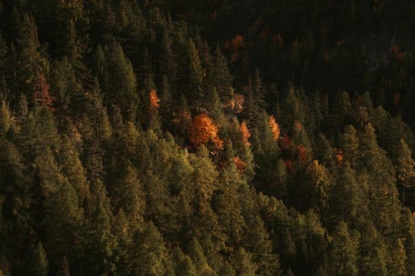 Forest – Image 3
