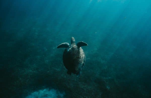 Turtle One – Image 3