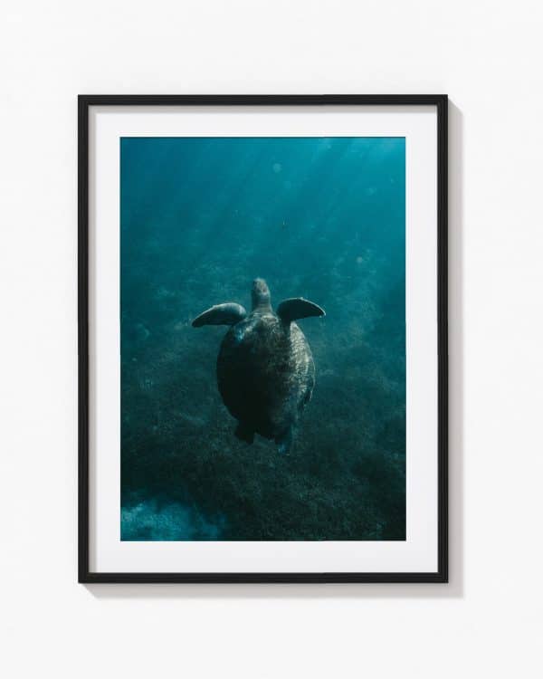 Turtle One