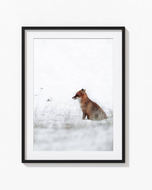 Renard