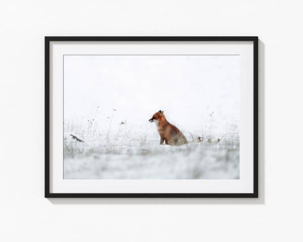 Renard – Image 2