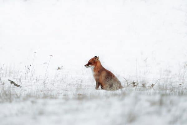 Renard – Image 3